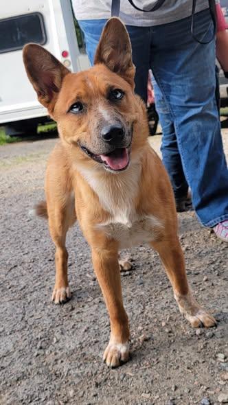 Koda, Adoptable, Young Male Australian Cattle Dog / Blue Heeler.