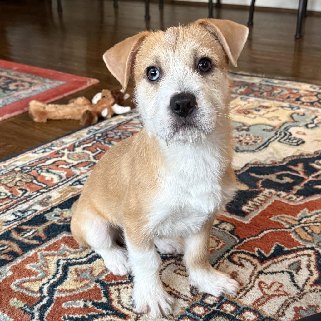 Enlarge Ahoy, a Adoptable Mixed Breed in Rockville, MD image 1/6
