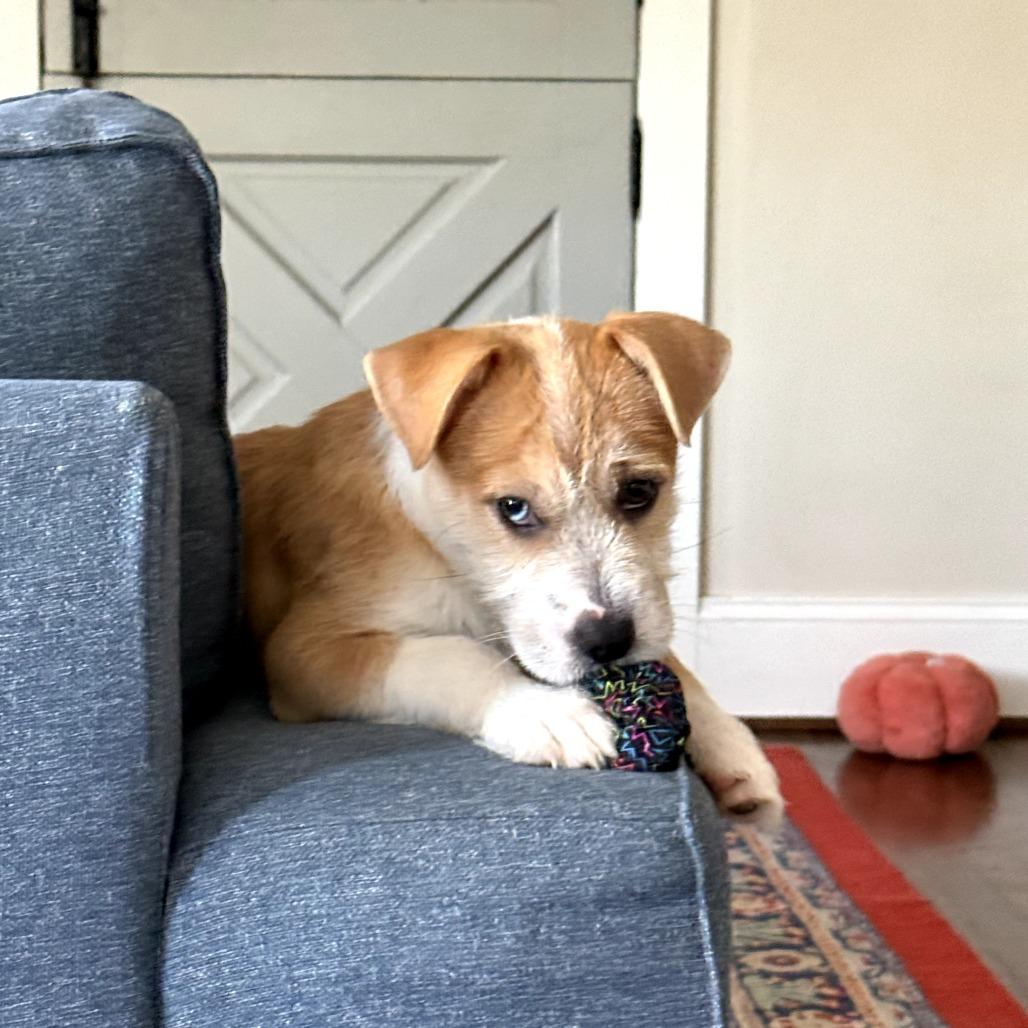 Enlarge Ahoy, a Adoptable Mixed Breed in Rockville, MD image 2/6