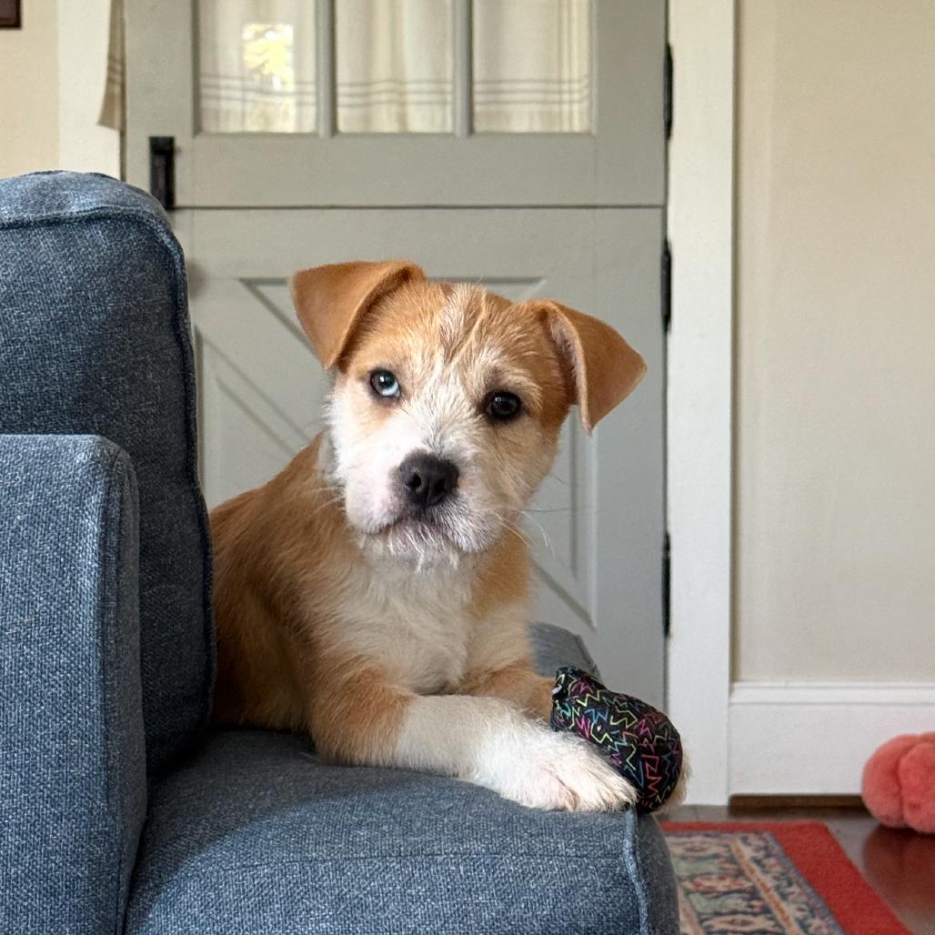 Enlarge Ahoy, a Adoptable Mixed Breed in Rockville, MD image 4/6