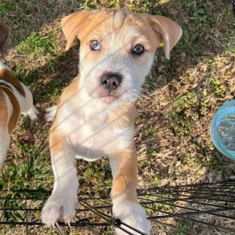 Enlarge Ahoy, a Adoptable Mixed Breed in Rockville, MD image 5/6