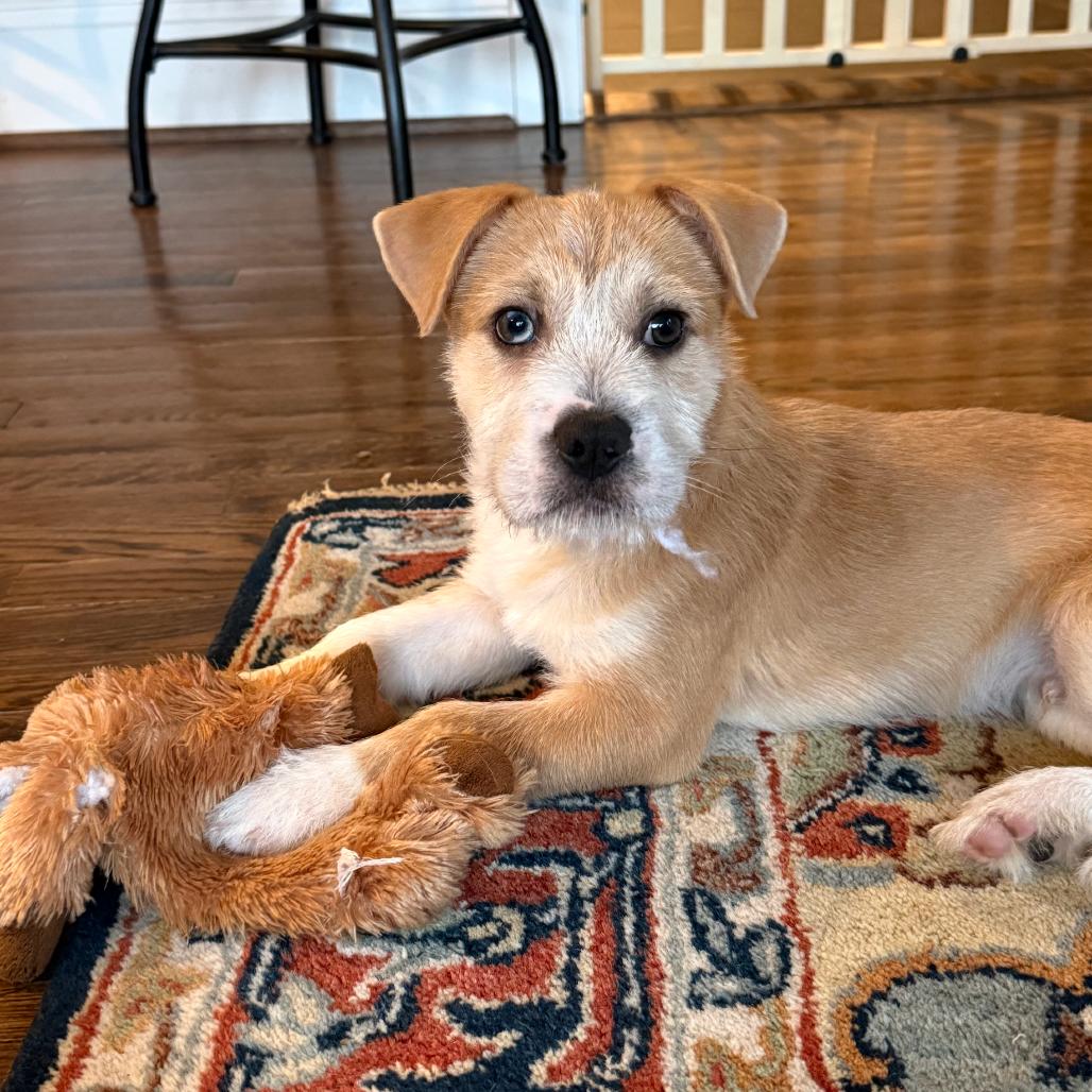 Enlarge Ahoy, a Adoptable Mixed Breed in Rockville, MD image 6/6