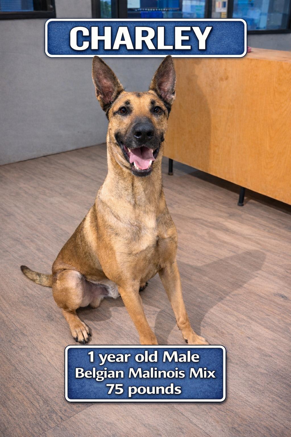 Enlarge CHARLEY  – 1 YEAR MALE BELGIAN MALINOIS , an adopted Belgian Shepherd / Malinois in Mesa, AZ image 1/1