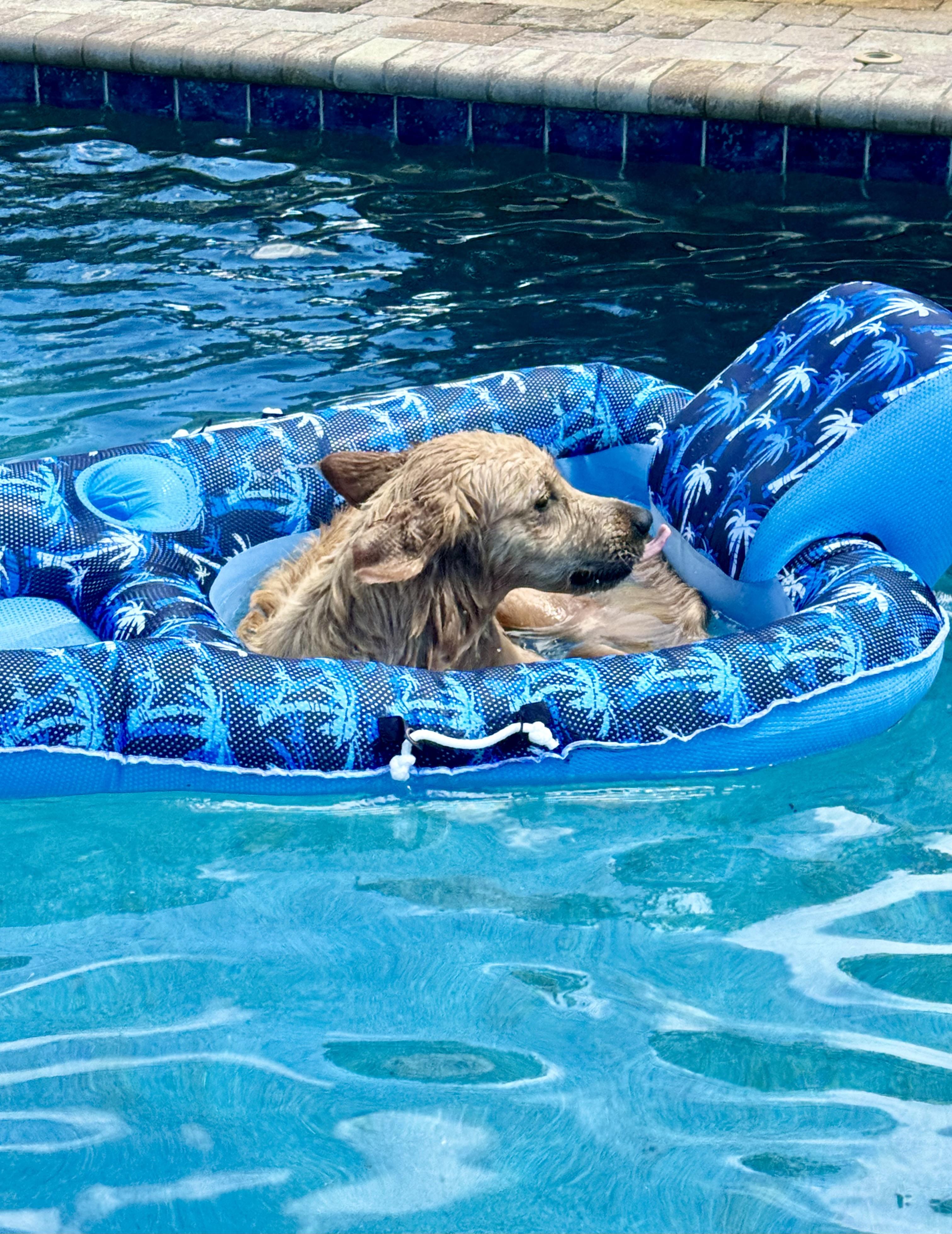 Enlarge MILO, a Adopted Golden Retriever in Jacksonville, FL image 6/6