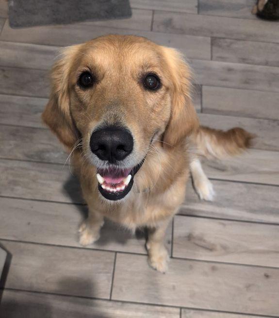 Enlarge MILO, a Adopted Golden Retriever in Jacksonville, FL image 5/6