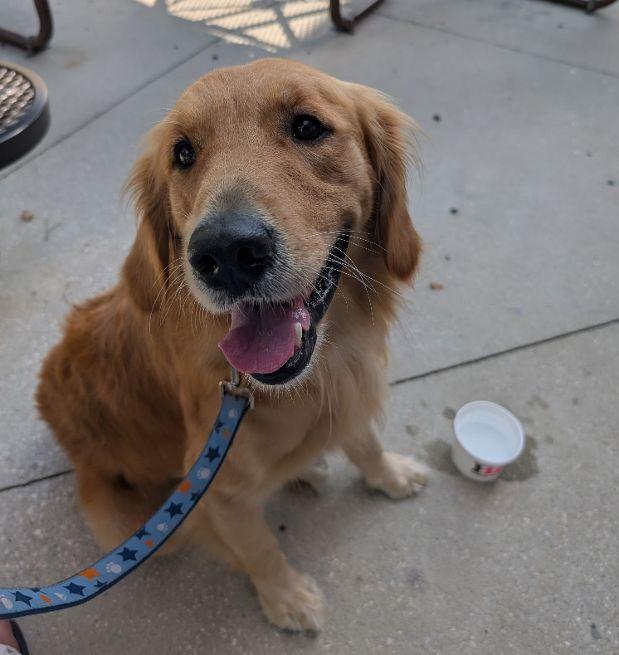 MILO, Adopted, Adult Male Golden Retriever.