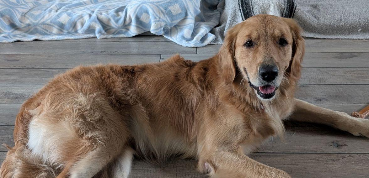 Enlarge MILO, a Adopted Golden Retriever in Jacksonville, FL image 2/6