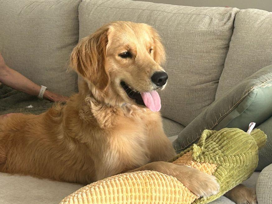 Enlarge MILO, a Adopted Golden Retriever in Jacksonville, FL image 3/6