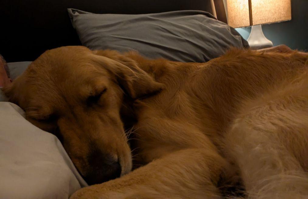 Enlarge MILO, a Adopted Golden Retriever in Jacksonville, FL image 4/6