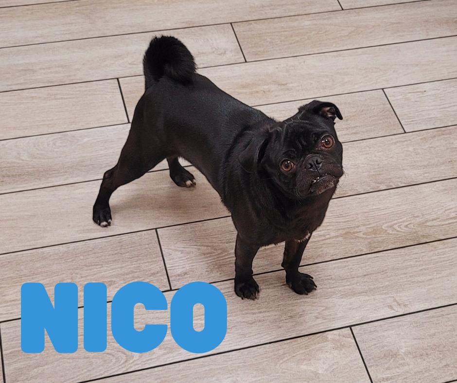 Nico (Playful, Affectionate & Treat-Loving!), a Adoptable Pug in Berkeley, CA image 1/5