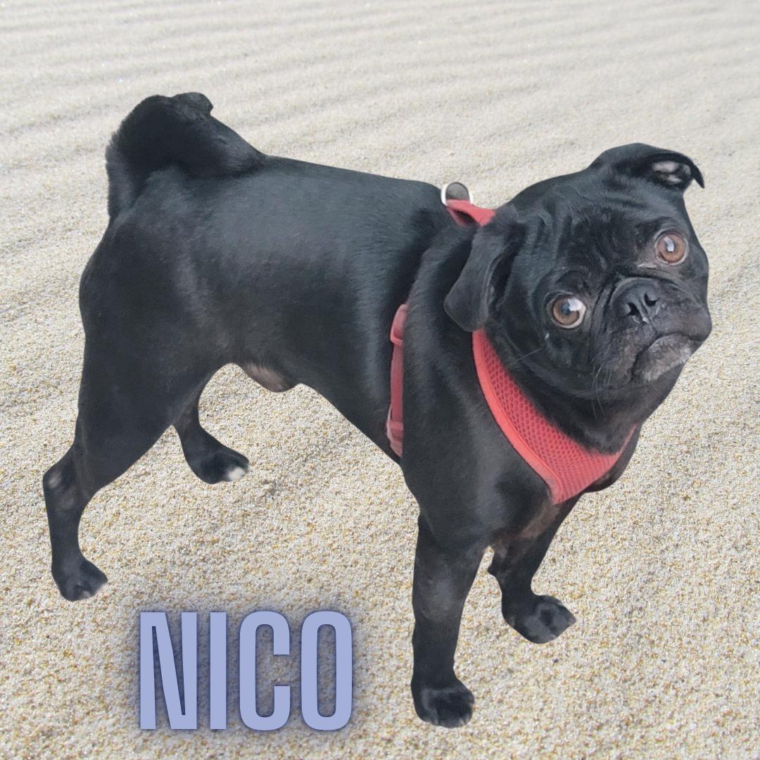 Nico (Playful, Affectionate & Treat-Loving!), a Adoptable Pug in Berkeley, CA image 4/5