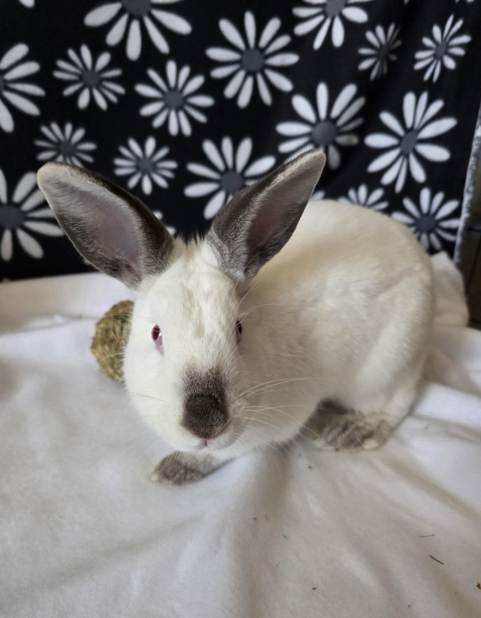 Agatha, Adoptable, Young Female Californian.