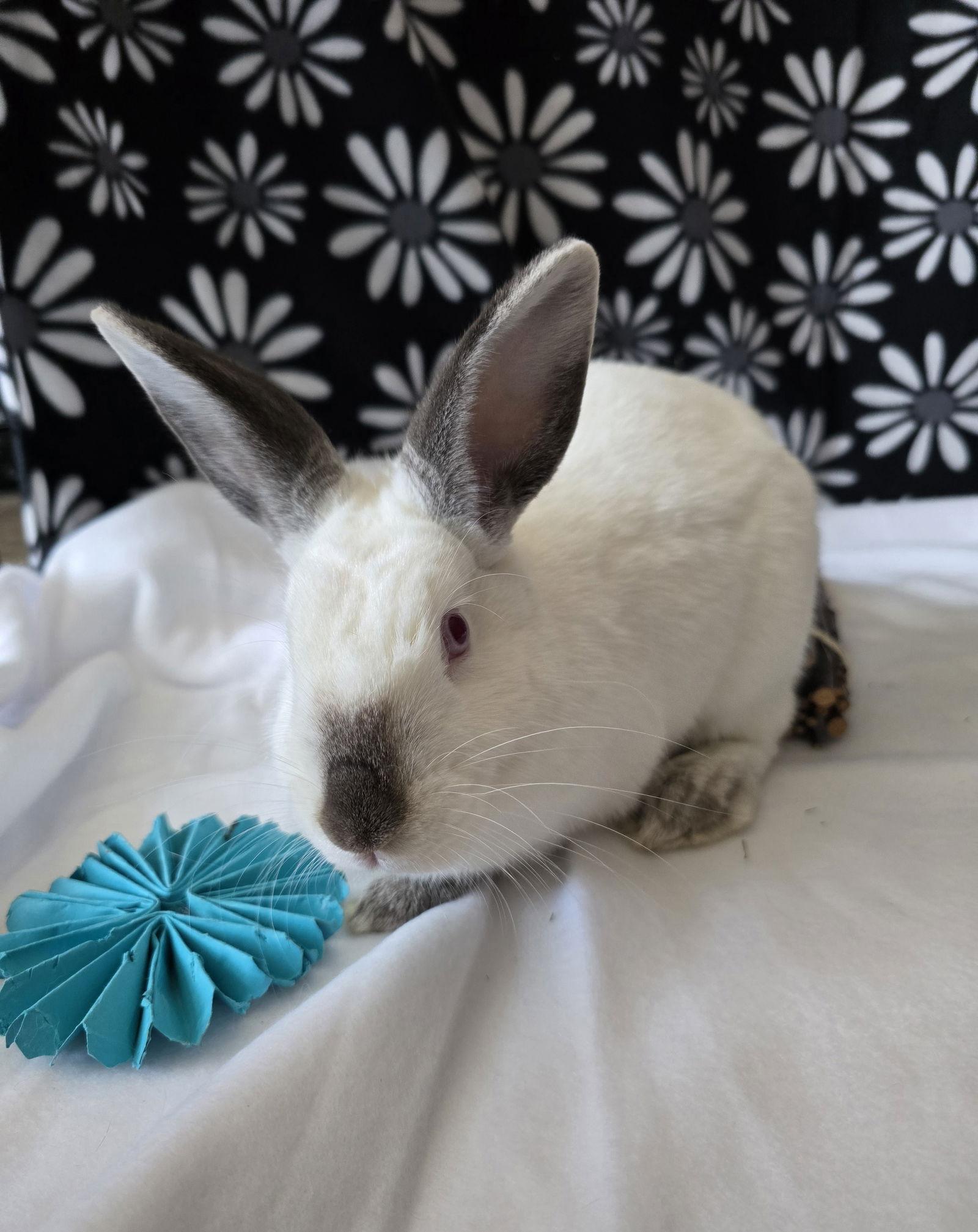 Enlarge Agatha, a Adoptable Californian in Philadelphia, PA image 2/3