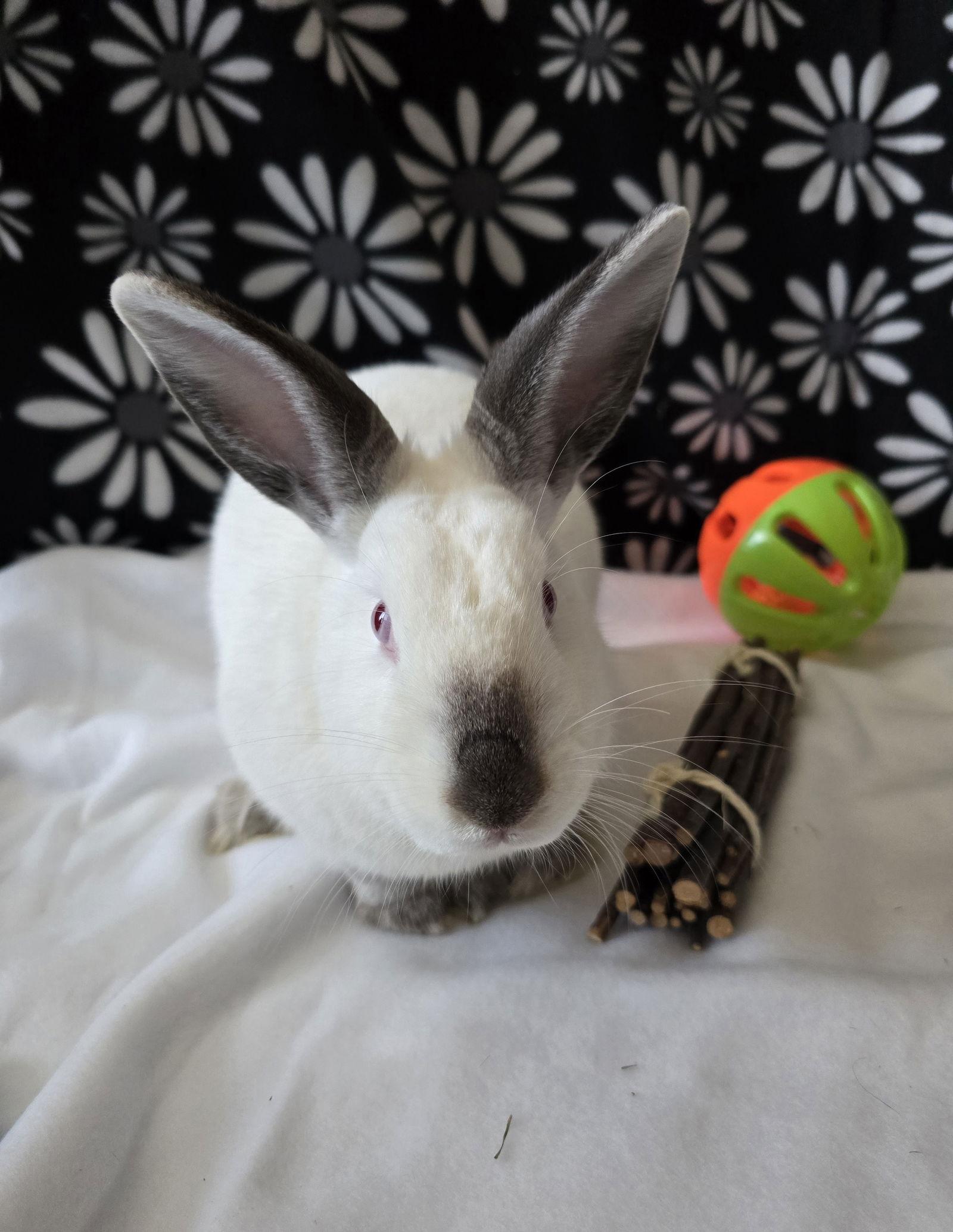 Enlarge Agatha, a Adoptable Californian in Philadelphia, PA image 3/3