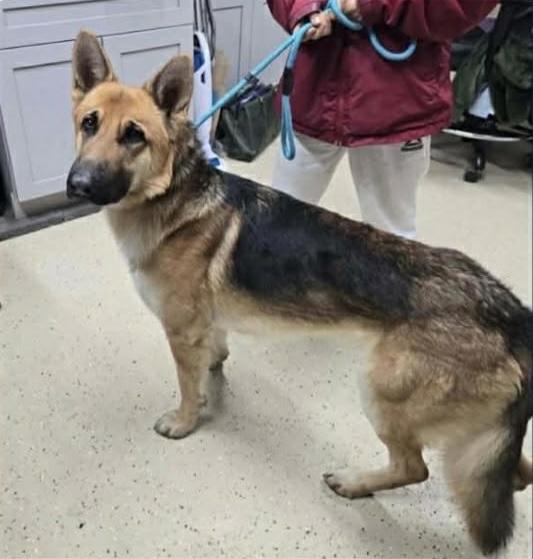 Enlarge Scrooge, a Adoptable German Shepherd Dog in Plain City, OH image 1/6