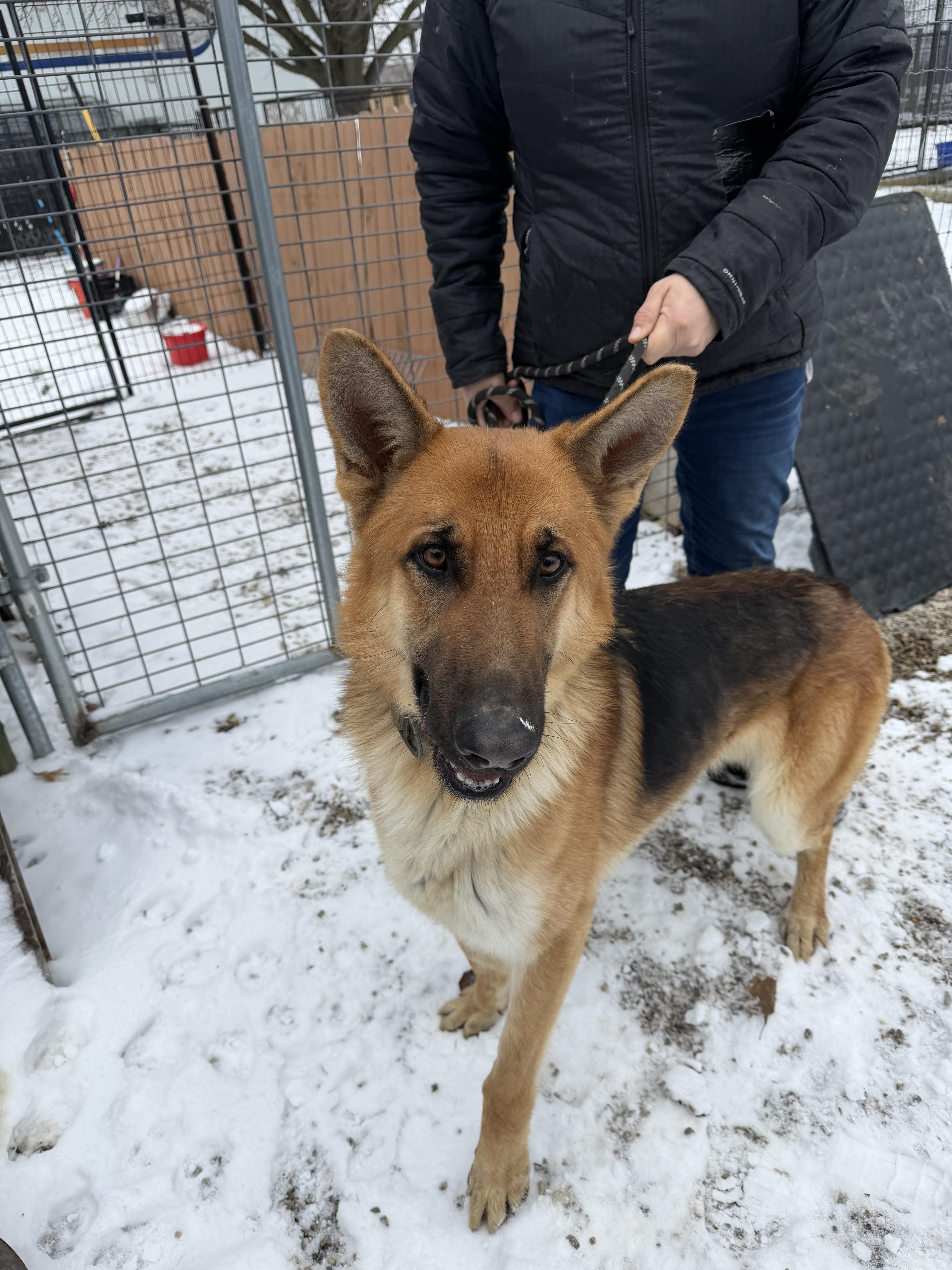 Enlarge Scrooge, a Adoptable German Shepherd Dog in Plain City, OH image 2/6
