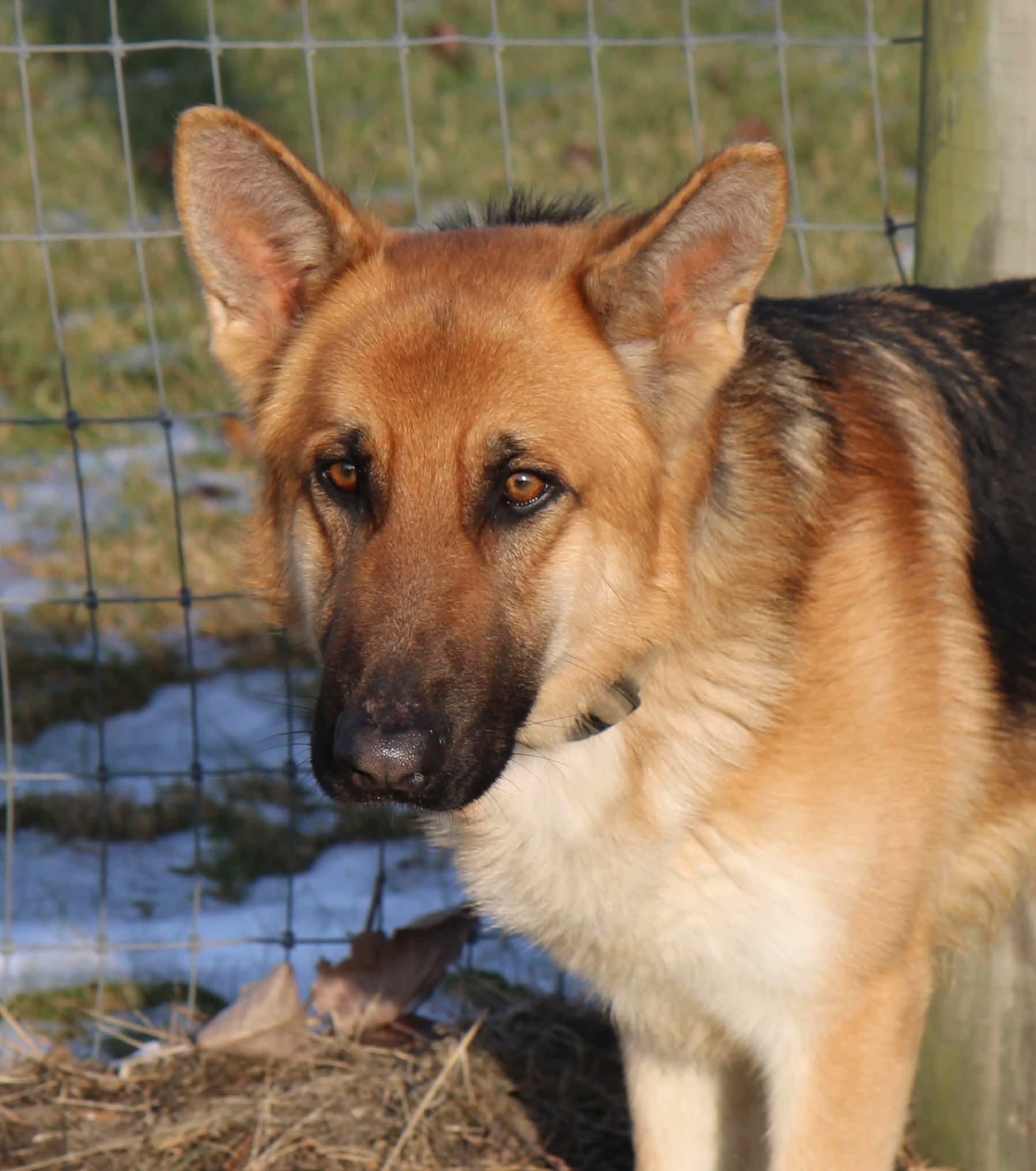 Enlarge Scrooge, a Adoptable German Shepherd Dog in Plain City, OH image 3/6
