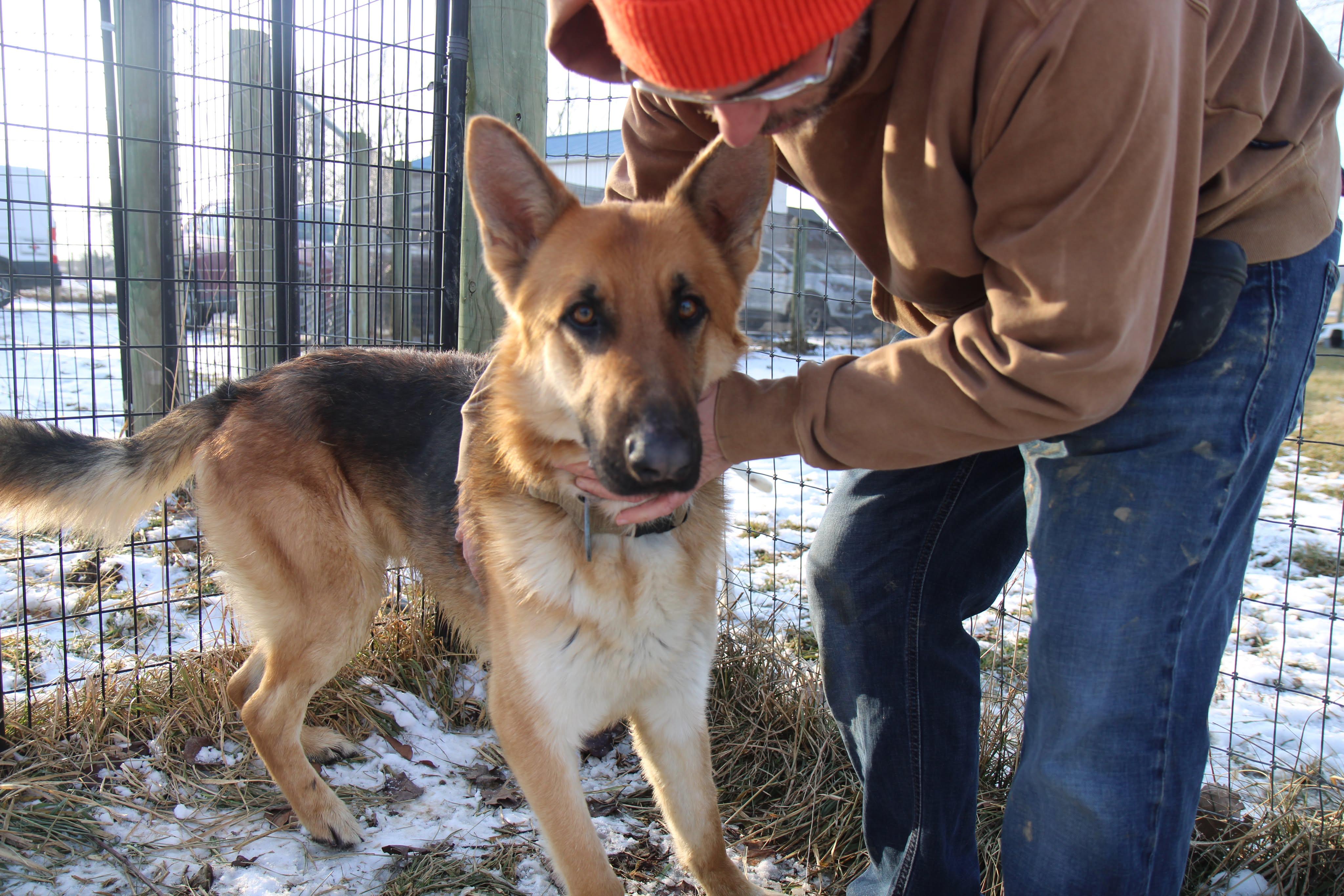 Scrooge, a Adoptable German Shepherd Dog in Plain City, OH image 3/6