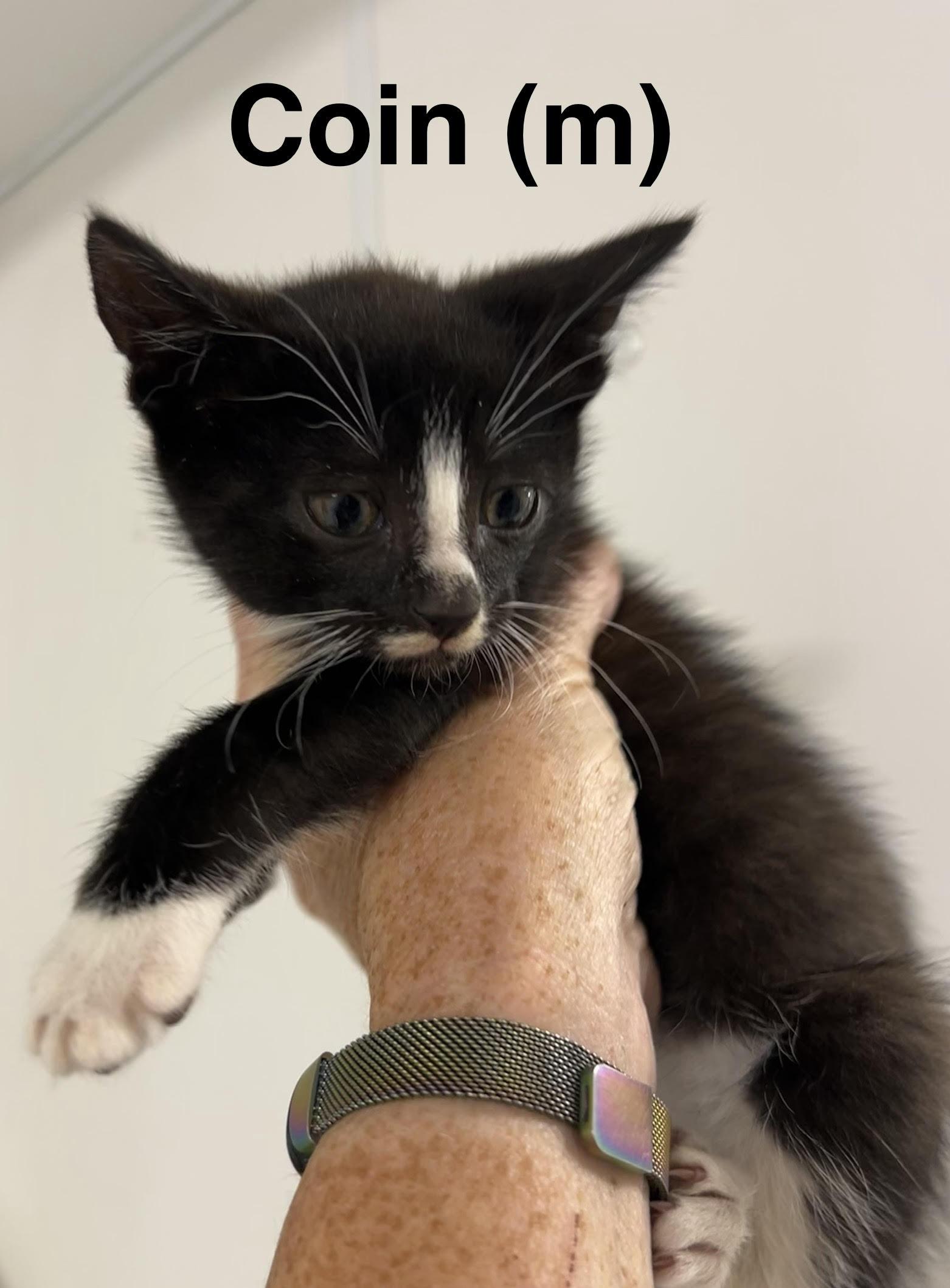 Coin, Adoptable, Kitten Male Domestic Short Hair.