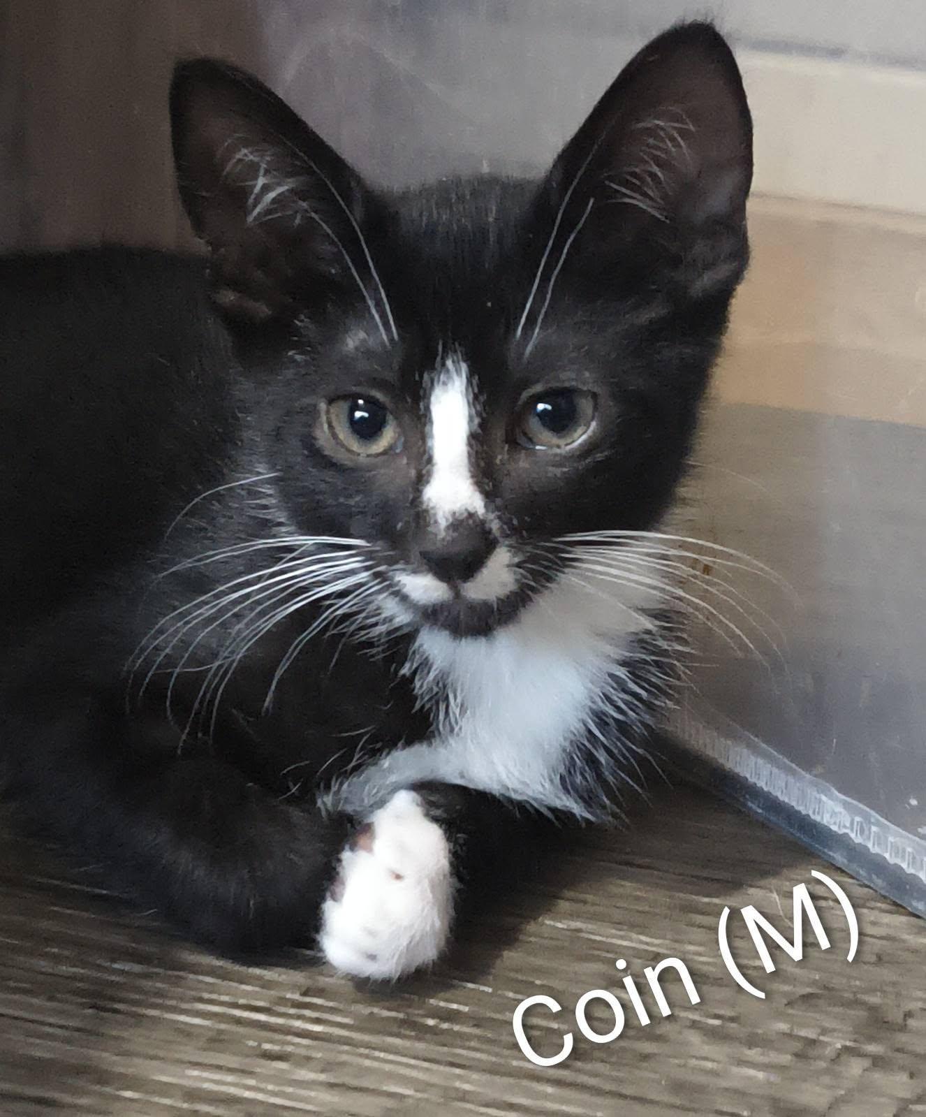 Coin, a Adoptable Domestic Short Hair in Saugerties, NY image 2/3