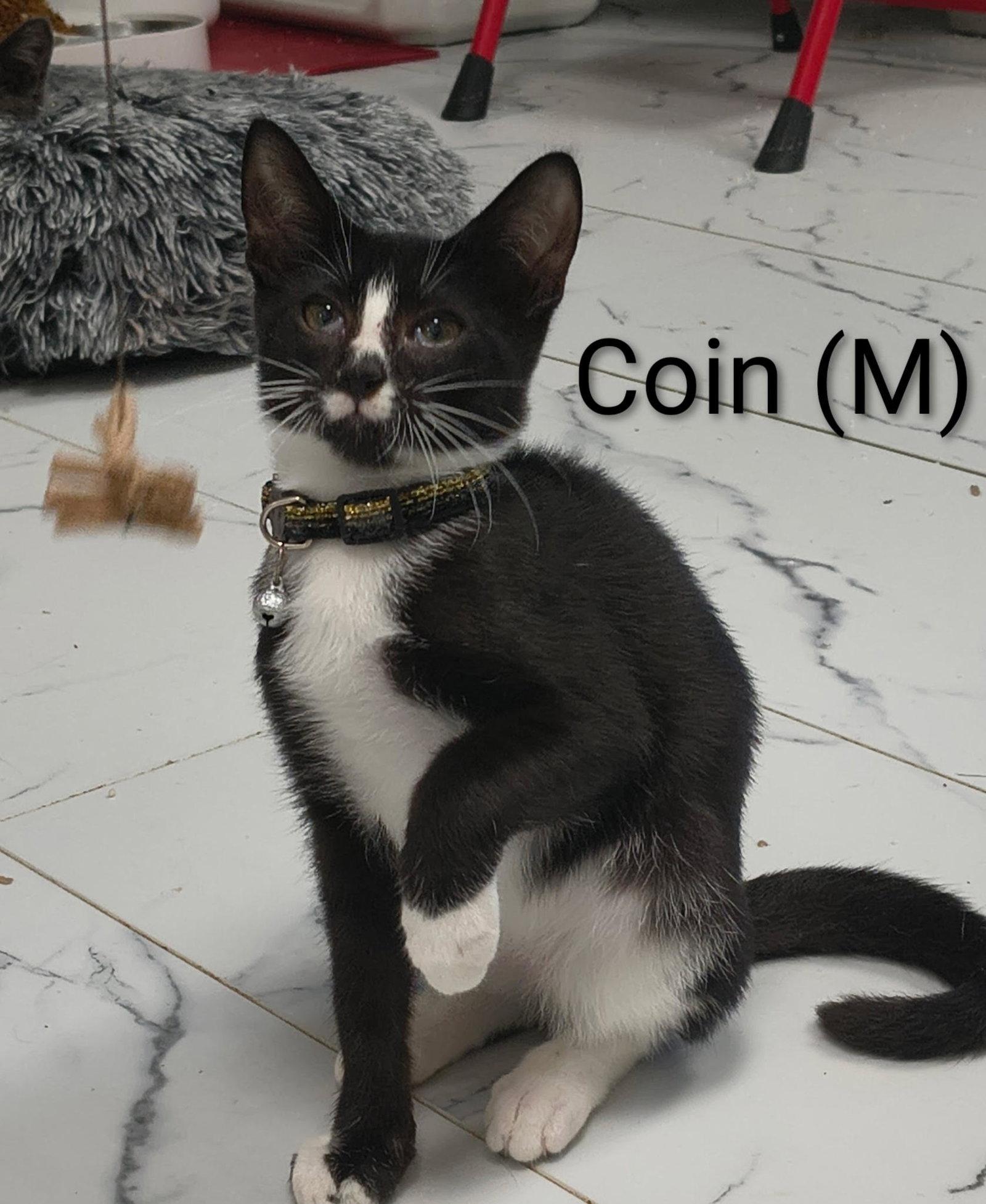 Coin, a Adoptable Domestic Short Hair in Saugerties, NY image 3/3