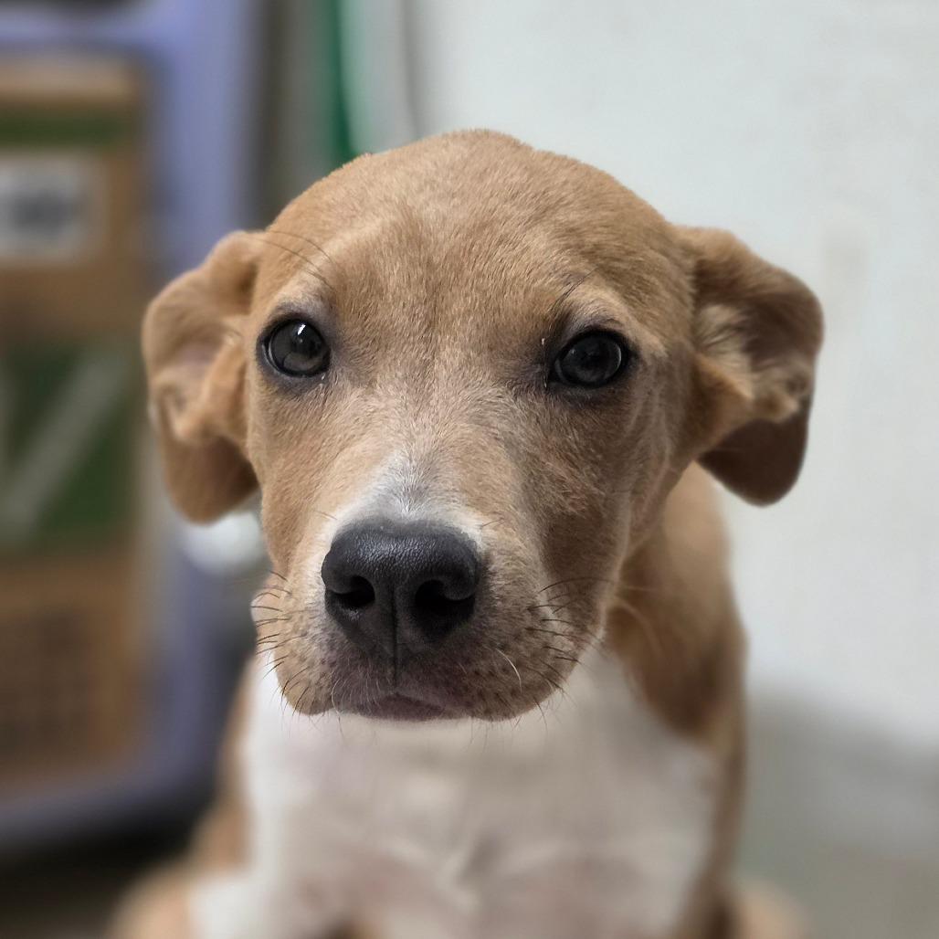 Mr. Wilson, a Adoptable Mixed Breed in Mount Shasta, CA image 1/6