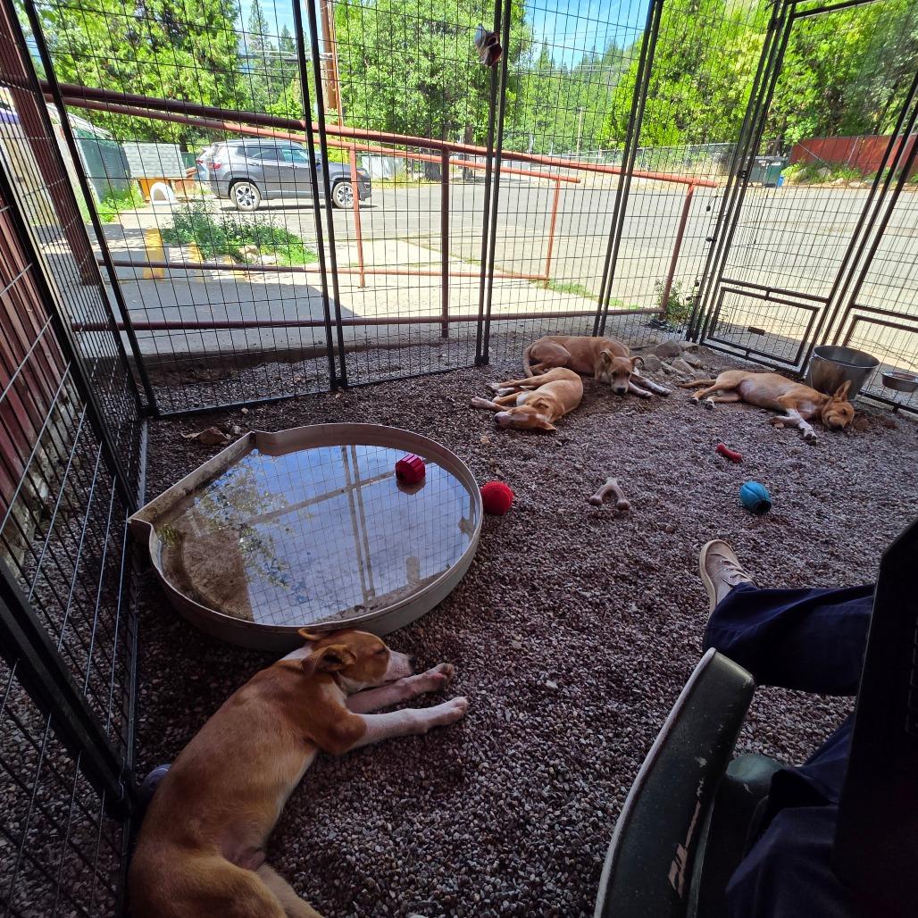 Mr. Wilson, a Adoptable Mixed Breed in Mount Shasta, CA image 2/6