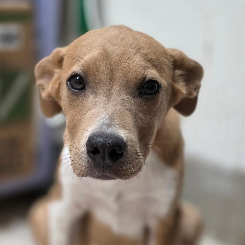 Mr. Wilson, a Adoptable Mixed Breed in Mount Shasta, CA image 3/6
