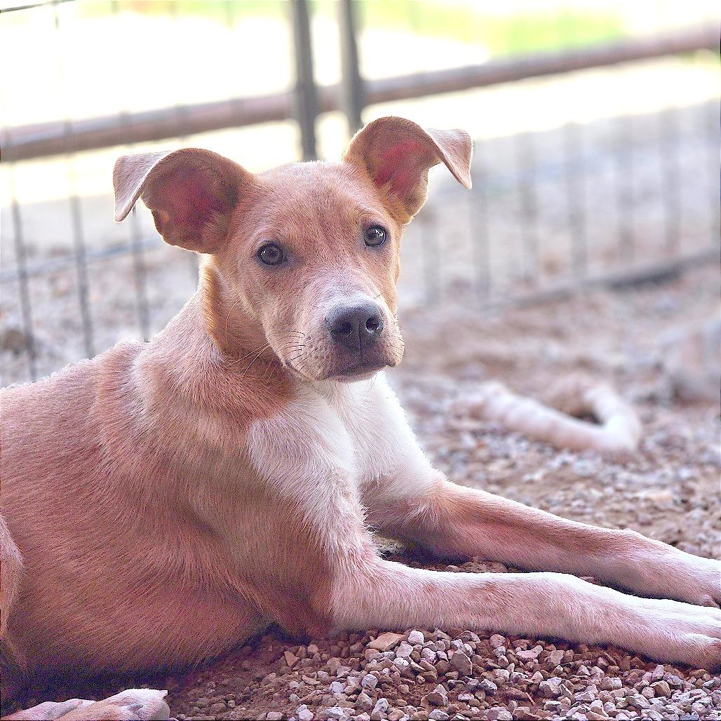 Mr. Wilson, a Adoptable Mixed Breed in Mount Shasta, CA image 4/6