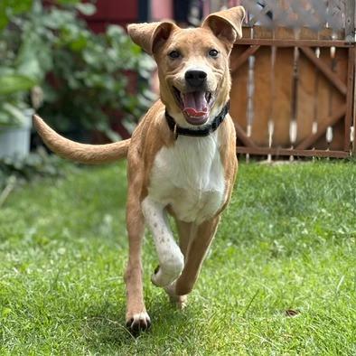 Enlarge Mr. Wilson, a Adoptable Mixed Breed in Mount Shasta, CA image 5/6