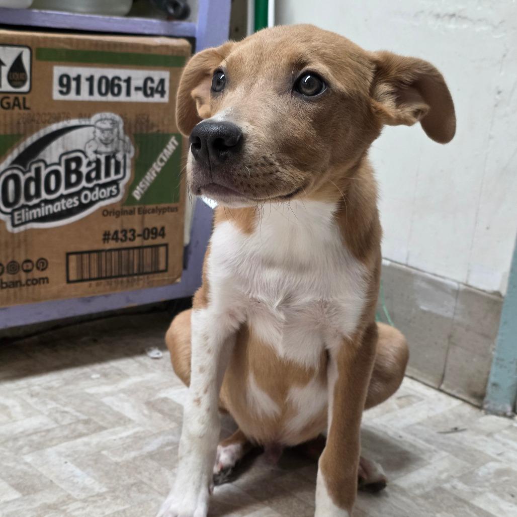 Mr. Wilson, a Adoptable Mixed Breed in Mount Shasta, CA image 6/6