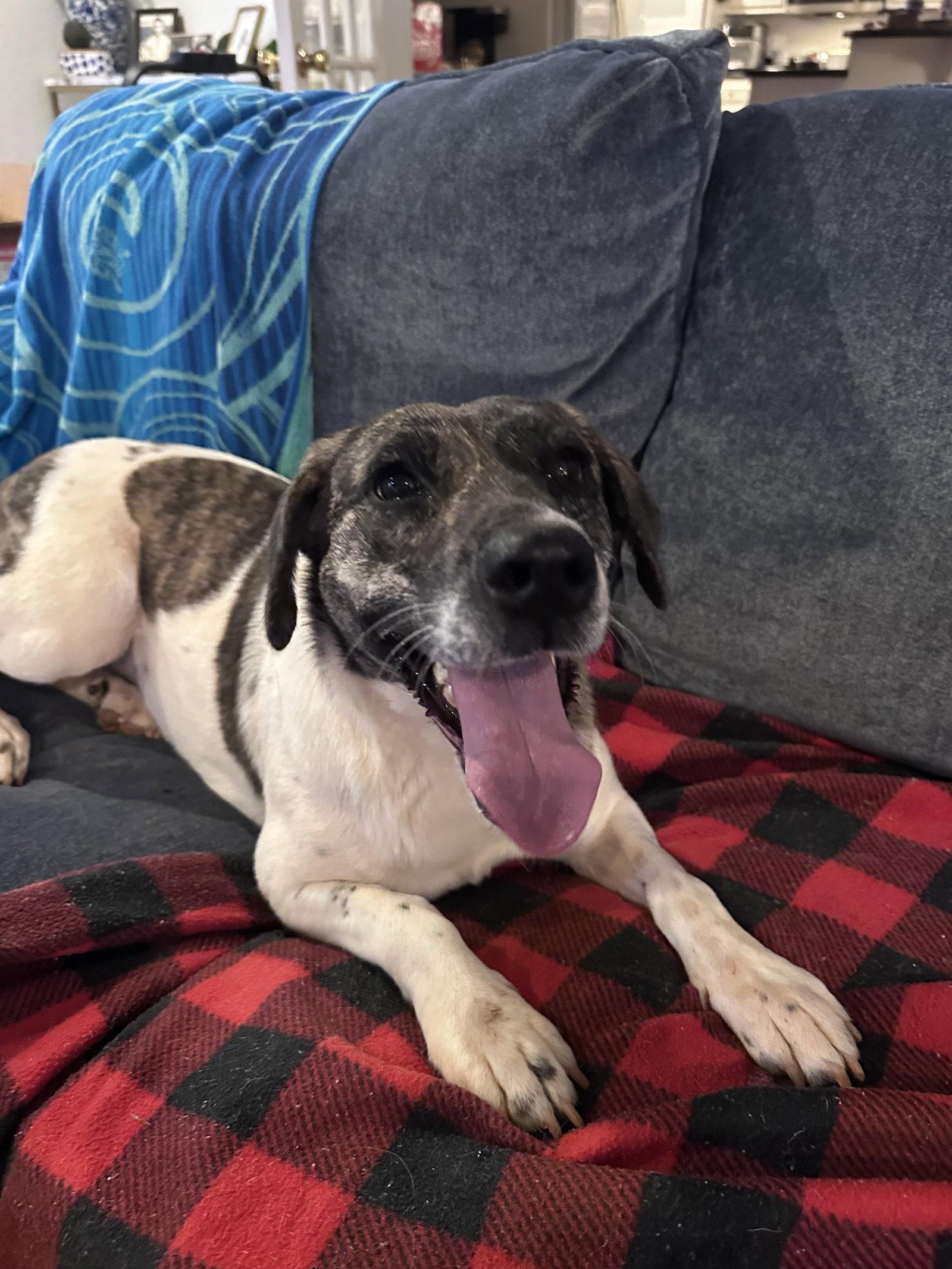 Sissy--Courtesy post, Adoptable, Adult Female Labrador Retriever.