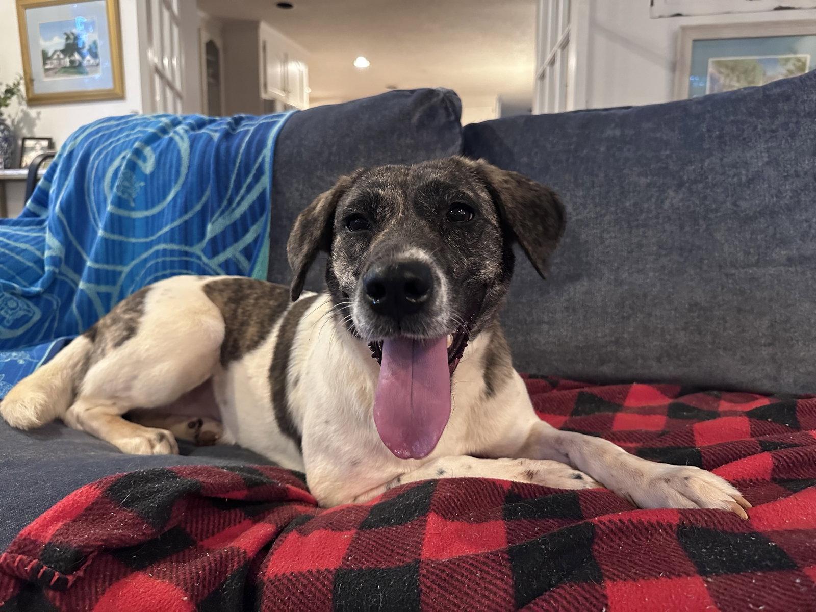 Sissy--Courtesy post, a Adoptable Labrador Retriever in Hillsboro, NH image 2/2