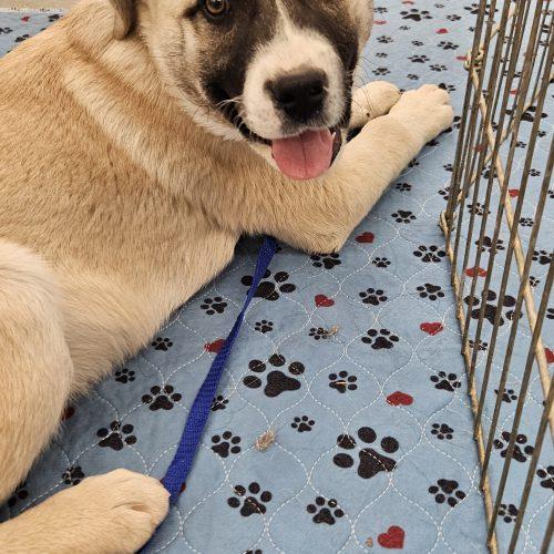 Cabo, Adoptable, Young Male Great Pyrenees & Siberian Husky.