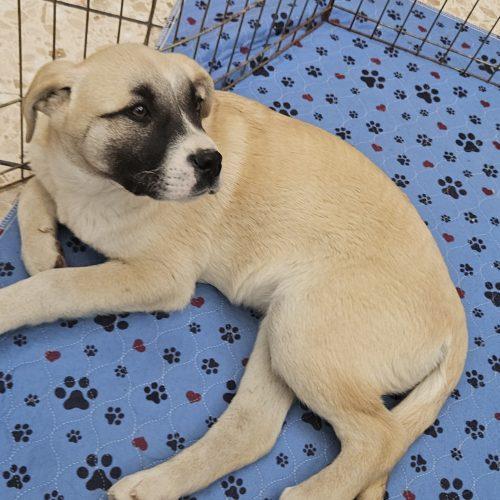 Enlarge Cabo, a Adoptable mixed breed in Kirksville, MO image 2/5