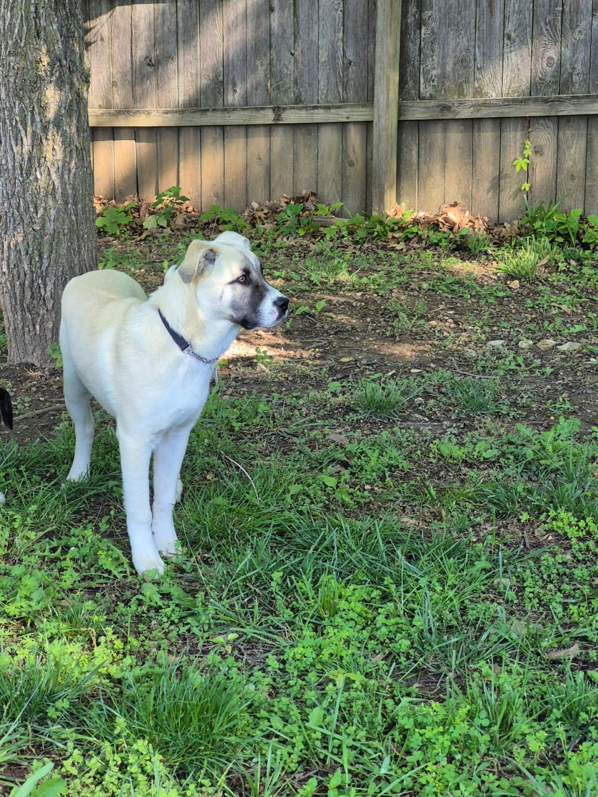 Cabo, a Adoptable mixed breed in Kirksville, MO image 2/4
