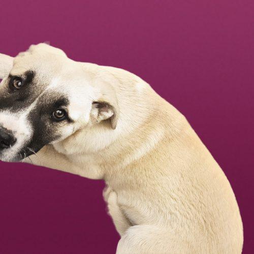 Enlarge Cabo, a Adoptable mixed breed in Kirksville, MO image 3/5