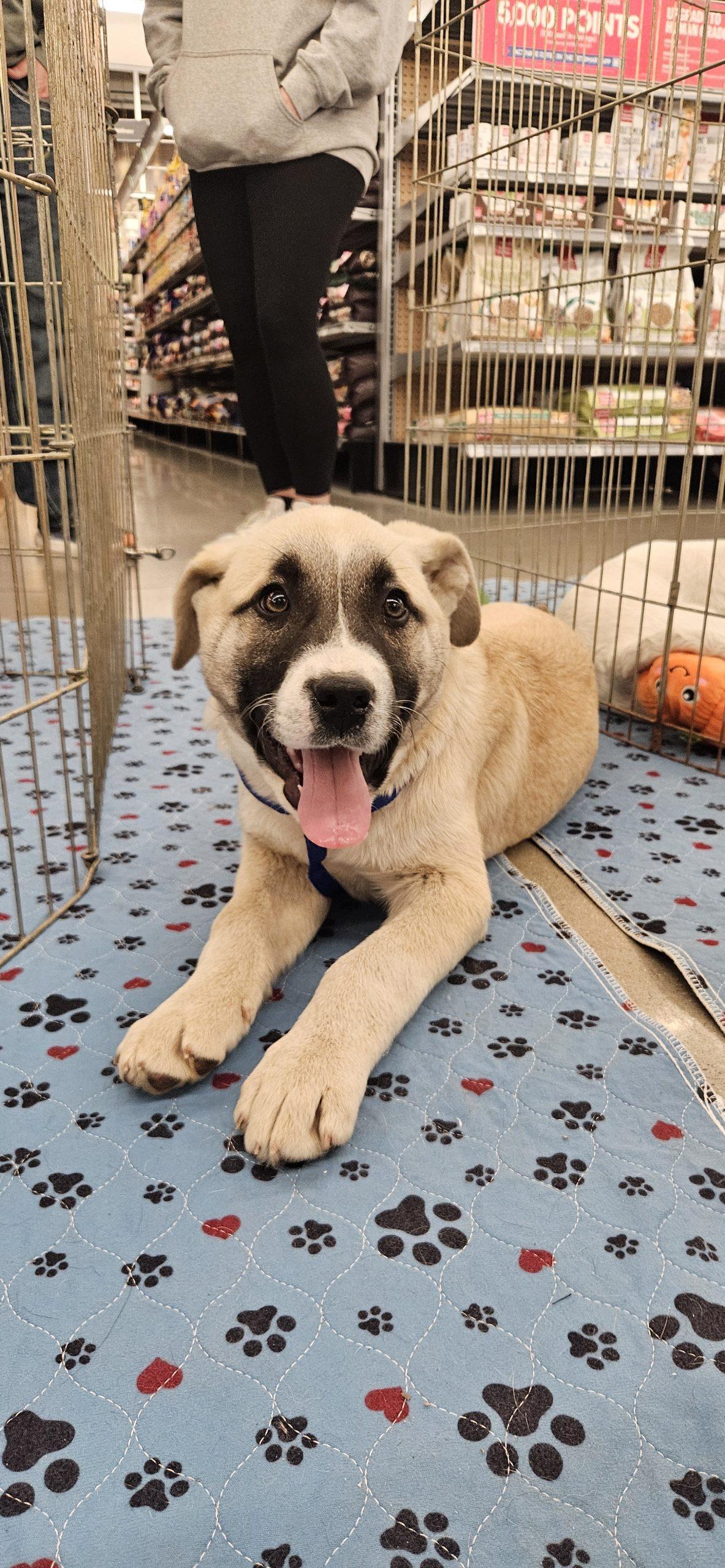Enlarge Cabo, a Adoptable mixed breed in Kirksville, MO image 4/5