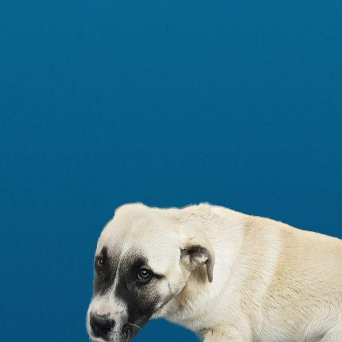 Enlarge Cabo, a Adoptable mixed breed in Kirksville, MO image 5/5