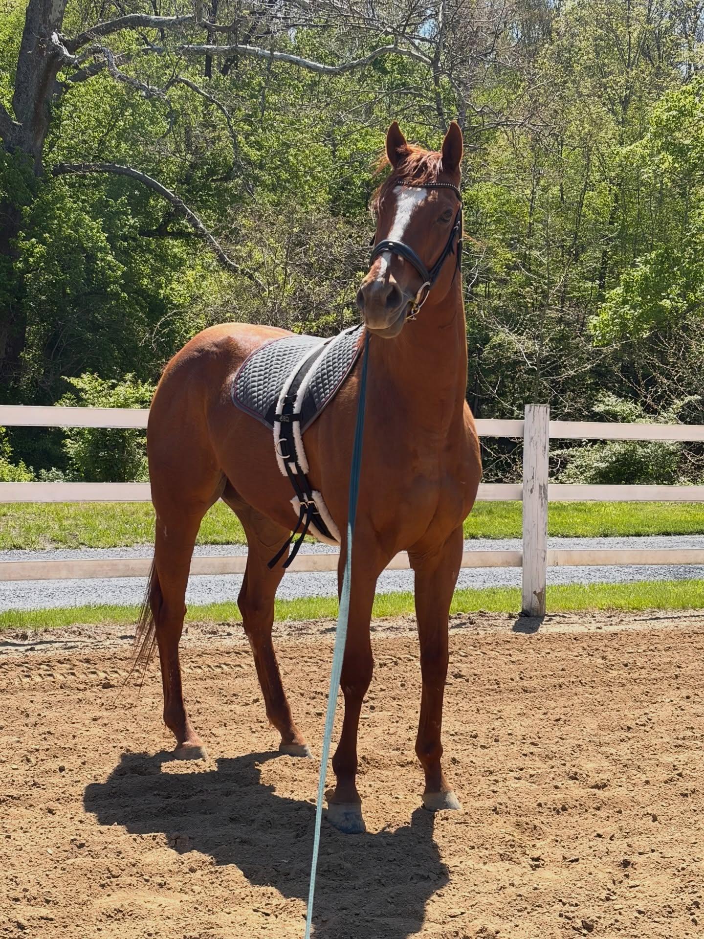 Enlarge Marshall Peanut (Peanut), an adopted Thoroughbred in KNOXVILLE, MD image 6/6