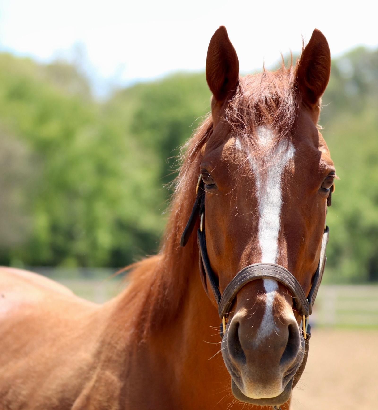 Marshall Peanut (Peanut), ADOPTABLE, Adult Male Thoroughbred.
