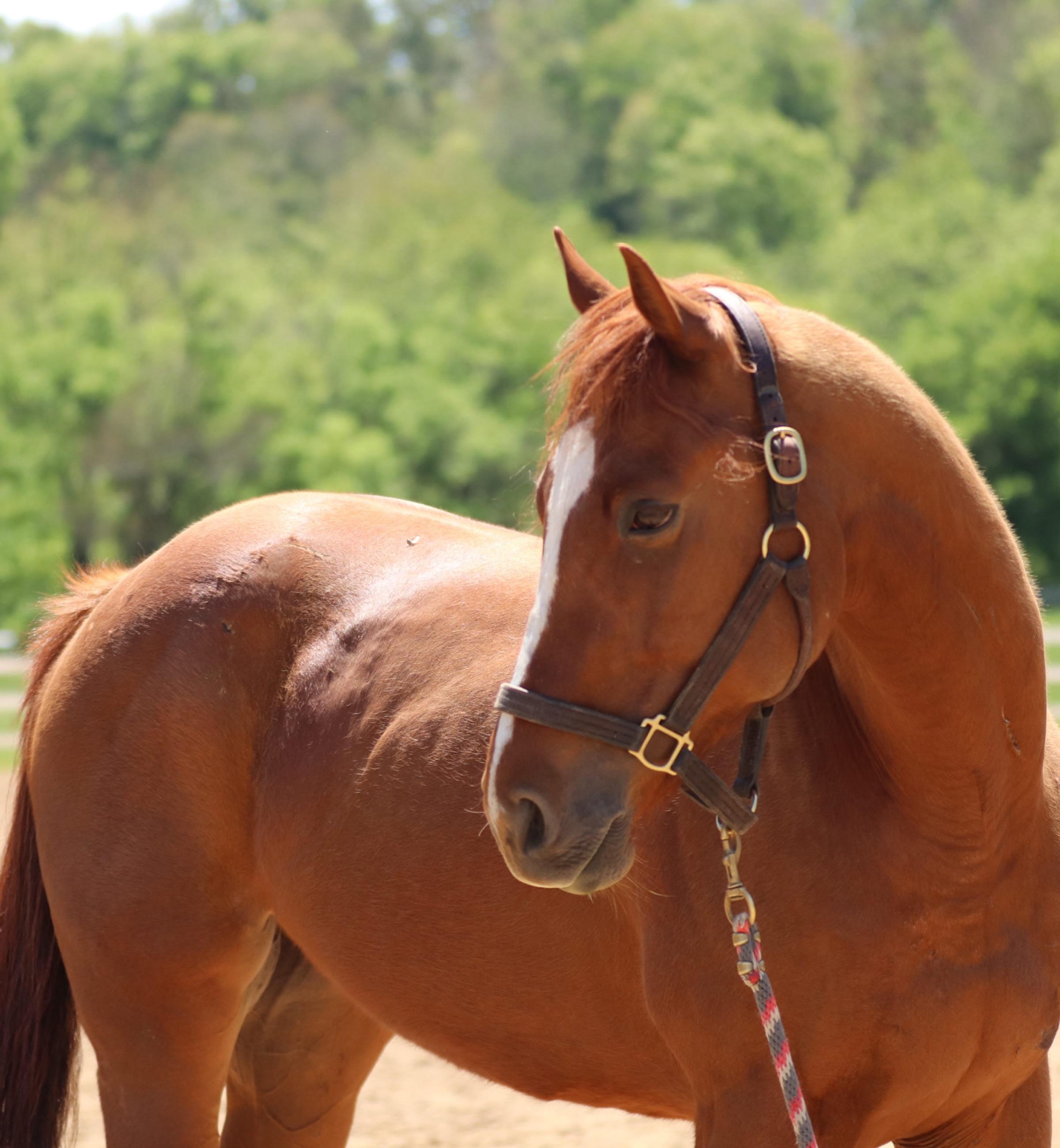 Enlarge Marshall Peanut (Peanut), an adopted Thoroughbred in KNOXVILLE, MD image 3/6