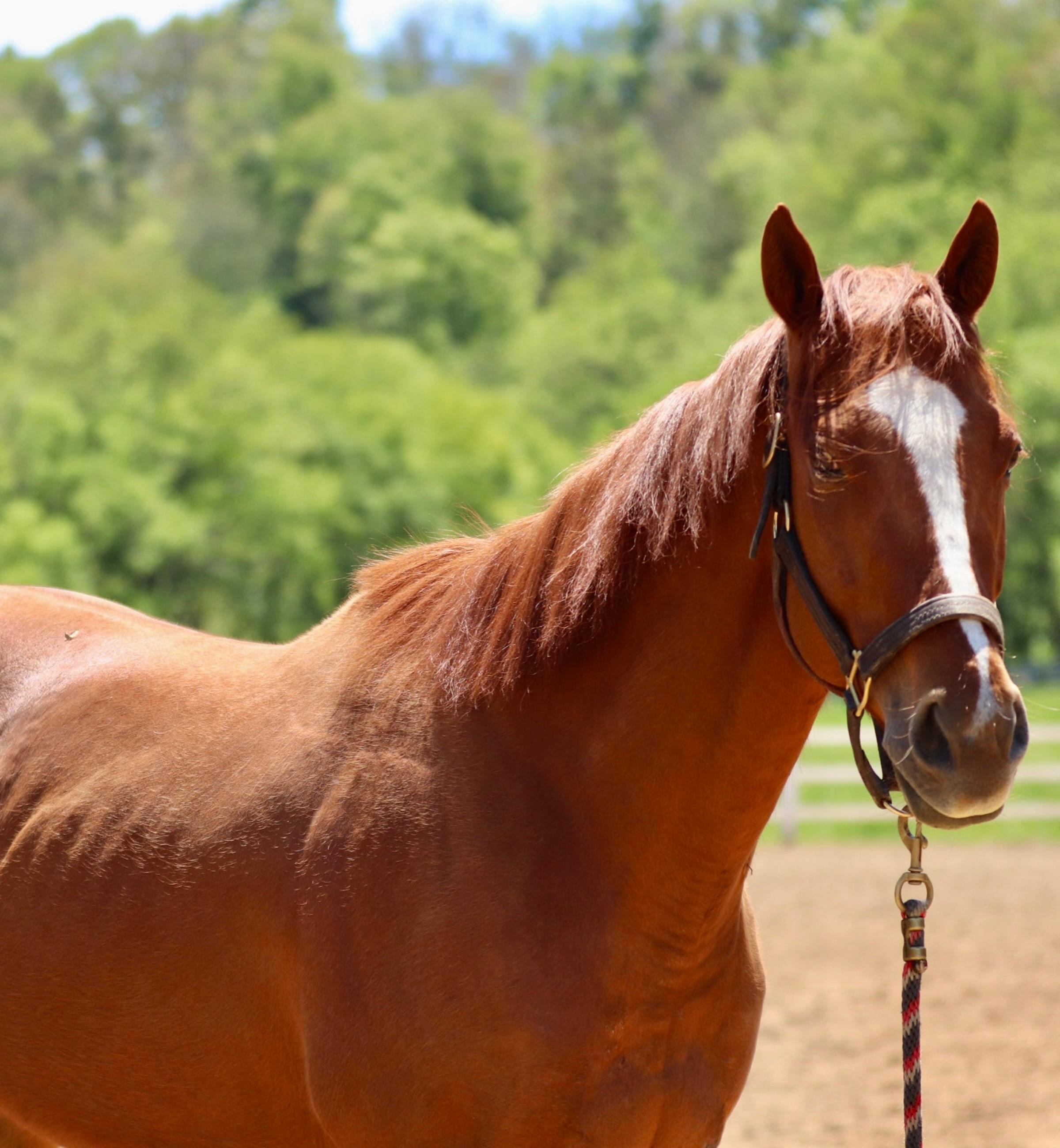 Enlarge Marshall Peanut (Peanut), an adopted Thoroughbred in KNOXVILLE, MD image 4/6