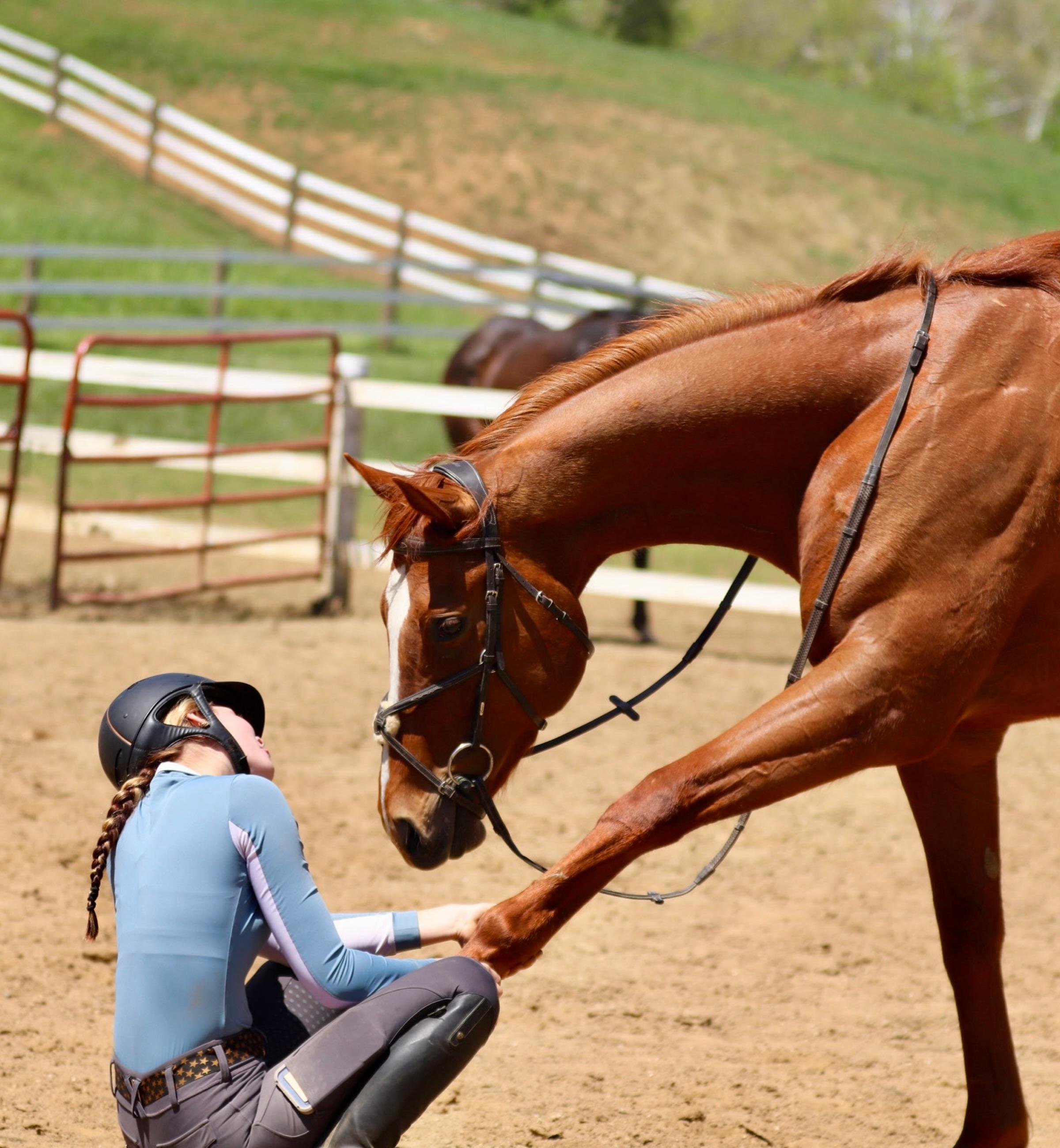 Enlarge Marshall Peanut (Peanut), an adopted Thoroughbred in KNOXVILLE, MD image 2/6
