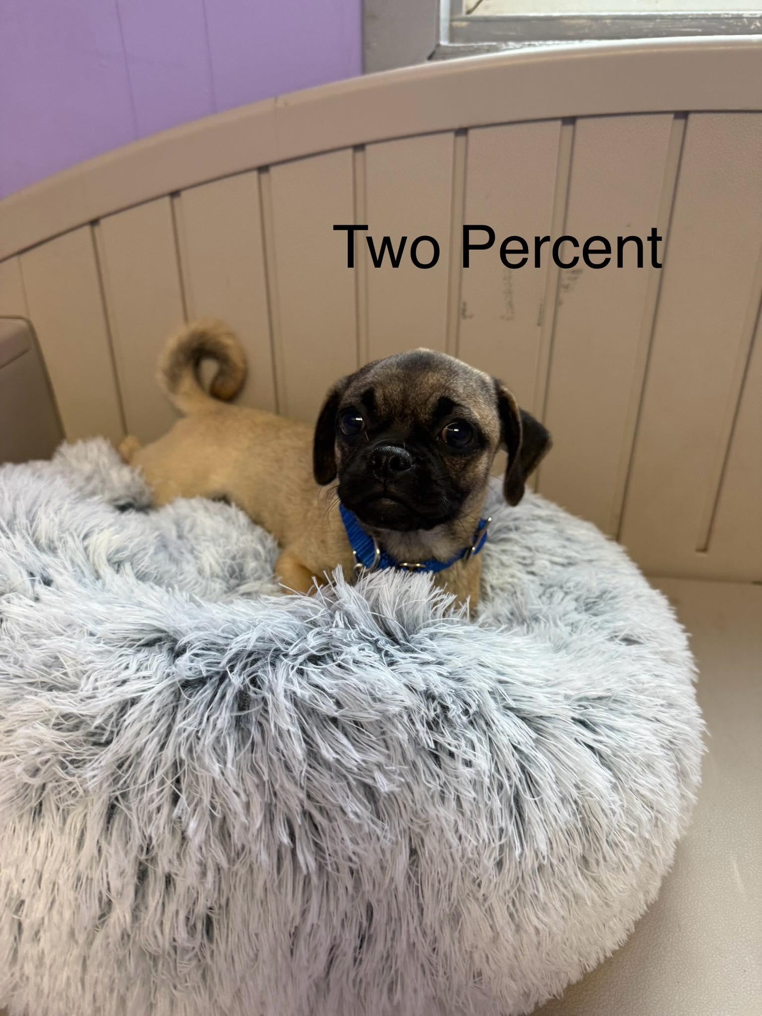 Two Percent