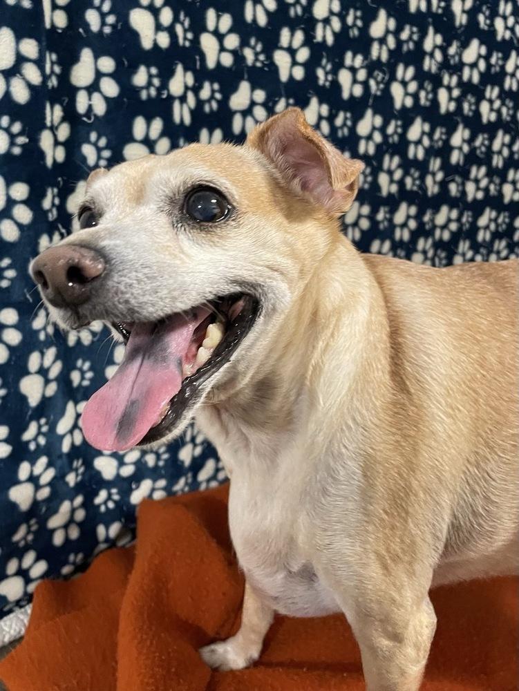 Vinny, Adoptable, Adult Male Chihuahua.