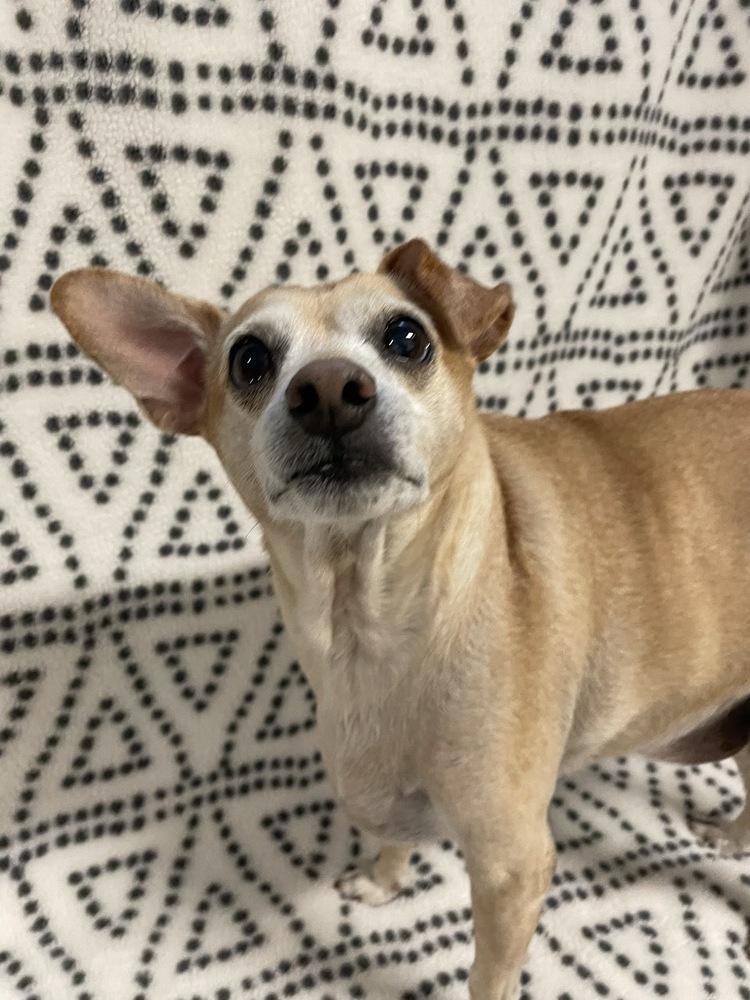 Enlarge Vinny, a Adoptable mixed breed in Winter Garden, FL image 2/3