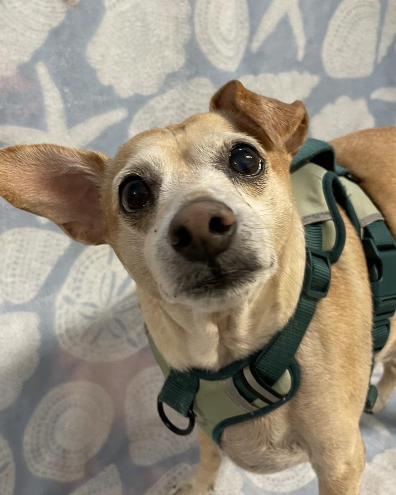 Enlarge Vinny, a Adoptable mixed breed in Winter Garden, FL image 3/3