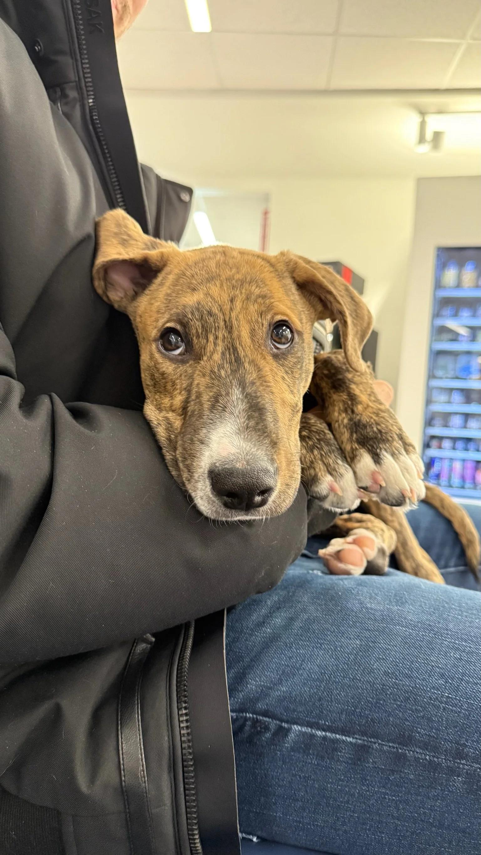 Enlarge Finn, a Adopted mixed breed in laval, QC image 2/2