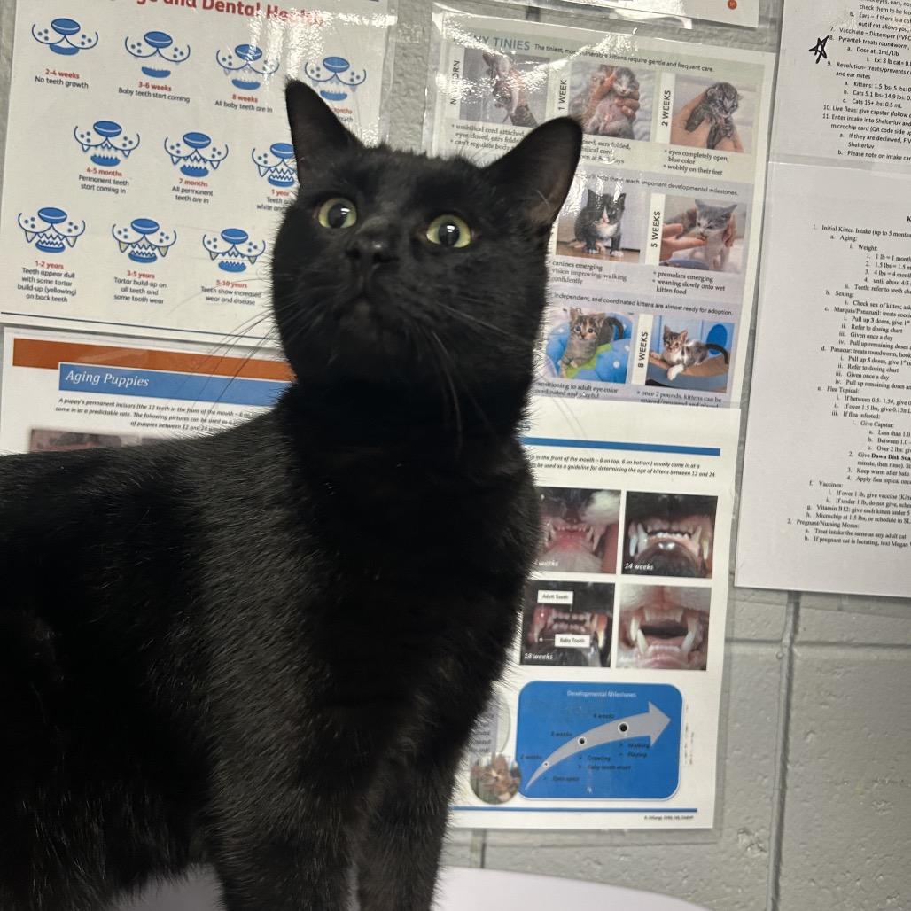 Merlin (Chow Hound Standale), a Adoptable Domestic Short Hair in West Olive, MI image 1/2